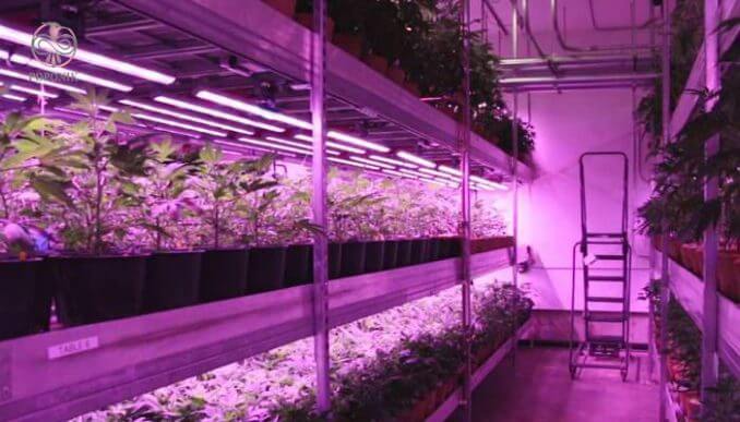 ایجاد نور مصنوعی برای گیاهان